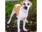 Adopt Barry Allen 24-04-039 a Boxer, Mixed Breed