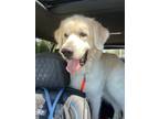 Adopt Brody a Great Pyrenees