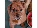 Adopt Aries a Australian Shepherd, Mixed Breed