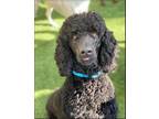Adopt Chance a Standard Poodle