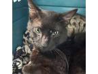 Adopt Ode a Domestic Short Hair