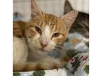 Adopt Cadence a Domestic Short Hair