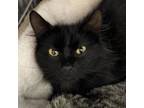 Adopt Ballad a Domestic Long Hair