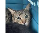 Adopt Reed a Domestic Short Hair