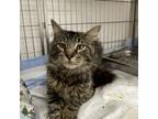 Adopt Epic a Maine Coon