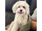 Adopt Balto a Poodle