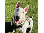 Adopt Rockie AKA ROCKSTAR!! a Bull Terrier