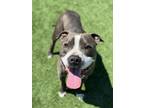 Adopt Milo a Pit Bull Terrier, Mixed Breed