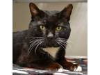 Adopt Buckaroo a Domestic Short Hair