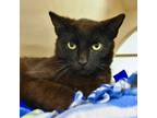 Adopt Cadbury a Havana, Domestic Short Hair