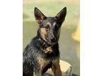 Adopt Santos a German Shepherd Dog, Mixed Breed
