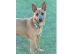 Adopt Lincoln a Shepherd, Mixed Breed