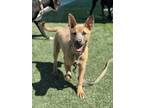 Adopt Lincoln a Shepherd, Mixed Breed