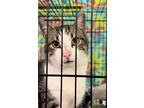 Adopt Marky Mark a Domestic Short Hair