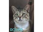 Adopt Rover AND Polka Dot a Domestic Short Hair