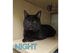 Adopt Night a Domestic Short Hair