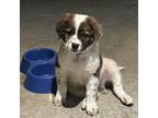 Adopt Brimsley a Border Collie, Australian Cattle Dog / Blue Heeler