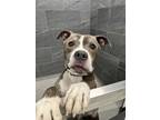 Adopt Twinkle Toes a Pit Bull Terrier, Mixed Breed