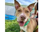 Adopt Mickey a Pit Bull Terrier, Mixed Breed