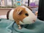 Adopt Potato a Guinea Pig