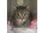 Adopt Guinness a Domestic Short Hair