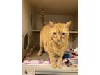 Adopt Queso a Domestic Short Hair