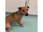 Adopt Parnell a Mixed Breed