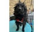 Adopt Atticus a Terrier