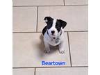 Adopt Beartown a Mixed Breed