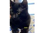 Adopt Jack a Domestic Short Hair