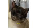 Adopt Pierre a Domestic Short Hair