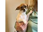 Adopt Benny a Parson Russell Terrier, Jack Russell Terrier