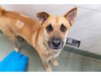 Adopt Raymond a Chow Chow, German Shepherd Dog