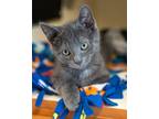 Adopt Wilder a Domestic Short Hair