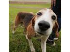 Adopt Bruno a Treeing Walker Coonhound