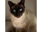 Adopt Tommy_JELP-Stray-je395 a Siamese