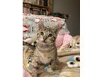 Adopt Jerry a Spotted Tabby/Leopard Spotted Domestic Shorthair / Mixed cat in