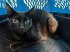 Adopt A064059 a Domestic Short Hair