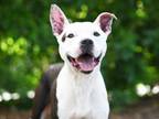 Adopt CEDRIC a Pit Bull Terrier