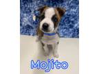 Adopt Mojito a Siberian Husky / American Pit Bull Terrier / Mixed dog in