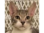 Adopt Yeller a Gray or Blue (Mostly) Domestic Shorthair / Mixed cat in Palatine