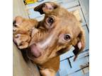Adopt Roslyn a Brown/Chocolate Mixed Breed (Medium) / Mixed dog in Tulsa