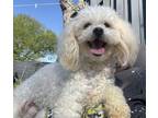 Adopt Noodle a Poodle