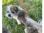 Adopt Whiskey a Shih Tzu