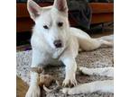 Adopt Dolly Parton - #4732 a Husky dog in West Linn, OR (38723679)