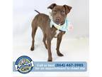 Adopt Penny a Labrador Retriever / Mixed dog in Greenville, SC (38975391)