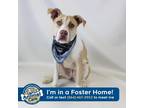 Adopt Cheshire a Tan/Yellow/Fawn American Staffordshire Terrier / Mixed dog in