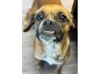 Adopt Dusty a Pug, Pomeranian