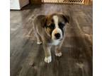 Adopt Bingo a Australian Cattle Dog / Blue Heeler