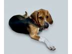 Adopt Giles a American Foxhound, Mixed Breed